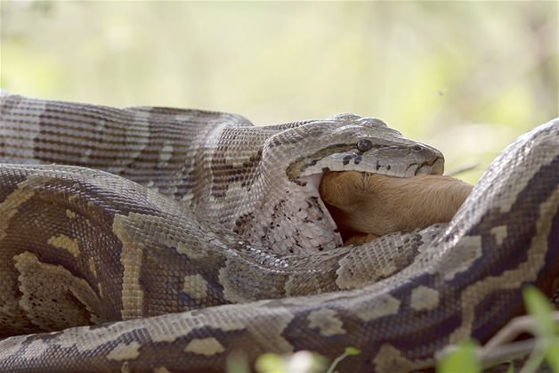 Piton tek lokmada yuttu