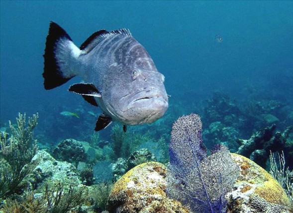 Okyanusun en garip canlıları