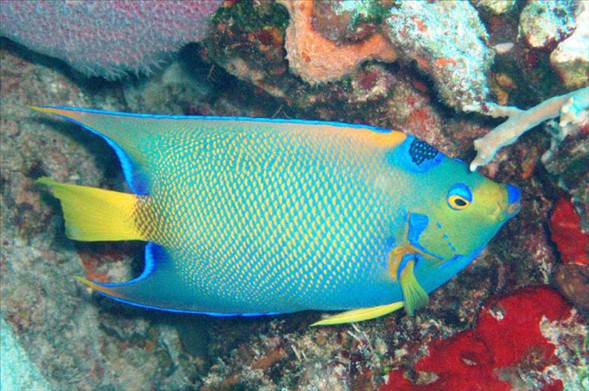 Okyanusun en garip canlıları