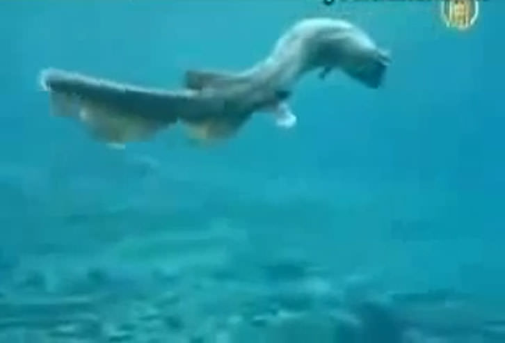 Okyanusun en garip canlıları