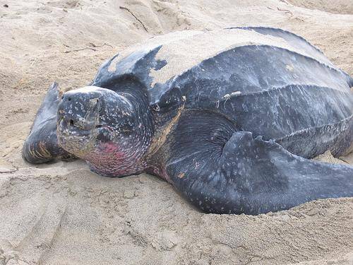 Okyanusun en garip canlıları
