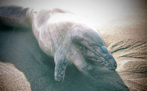 Okyanusun en garip canlıları