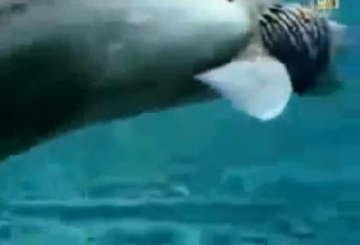 Okyanusun en garip canlıları