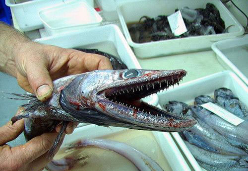 Okyanusun en garip canlıları