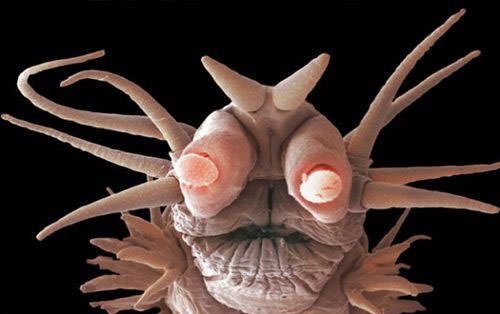 Okyanusun en garip canlıları