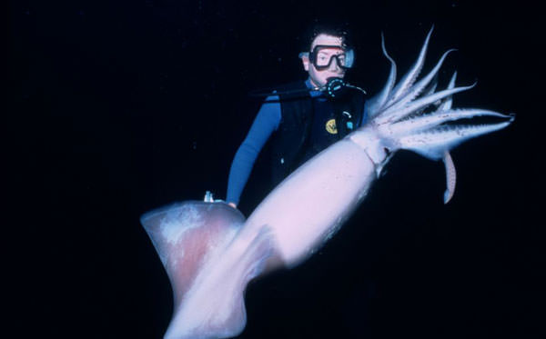 Okyanusun en garip canlıları