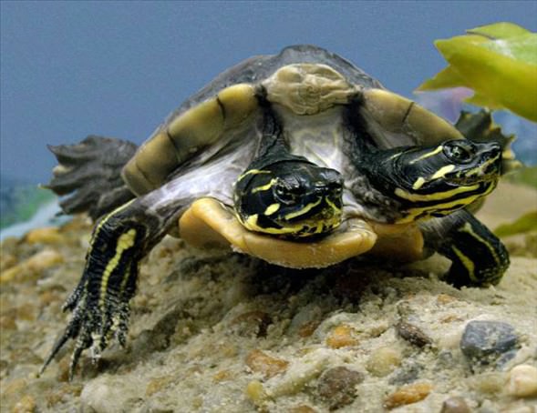 Okyanusun en garip canlıları