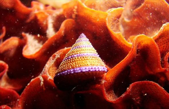 Okyanusun en garip canlıları