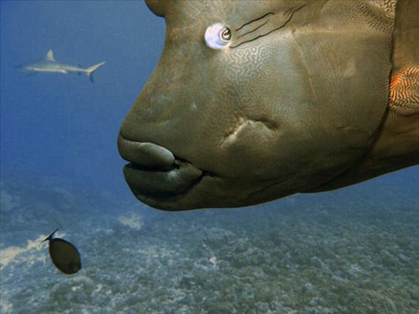 Okyanusun en garip canlıları