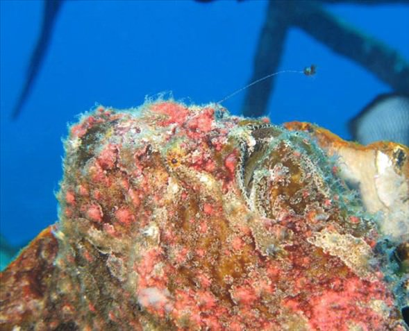 Okyanusun en garip canlıları