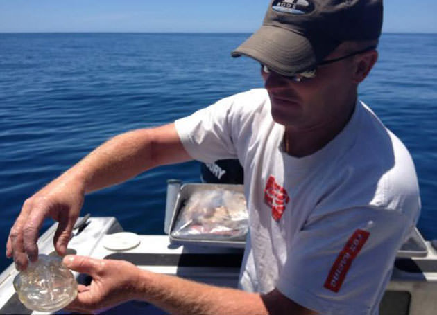 Okyanusun en garip canlıları