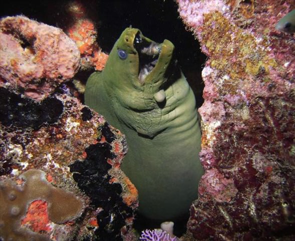 Okyanusun en garip canlıları