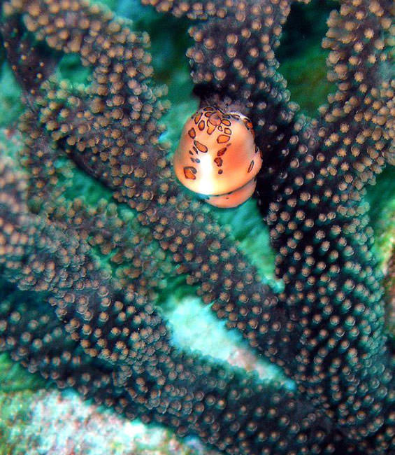 Okyanusun en garip canlıları