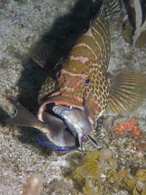 Okyanusun en garip canlıları