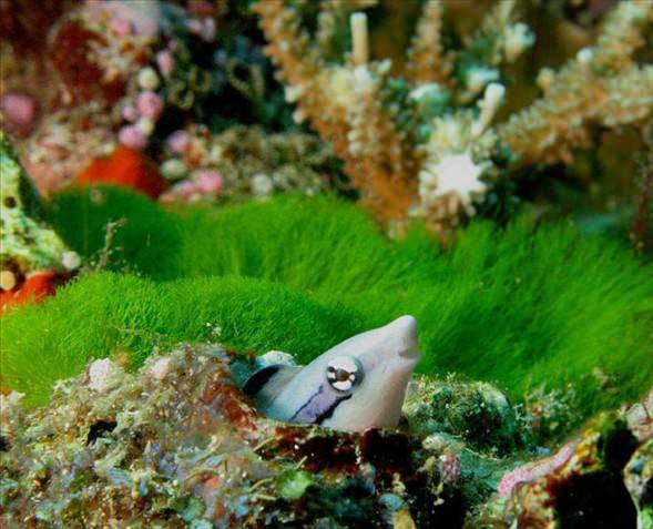 Okyanusun en garip canlıları