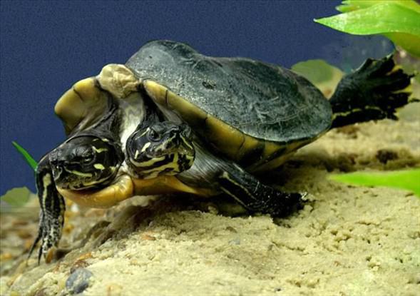 Okyanusun en garip canlıları