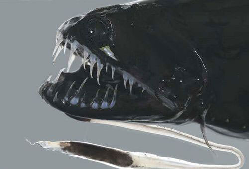 Okyanusun en garip canlıları