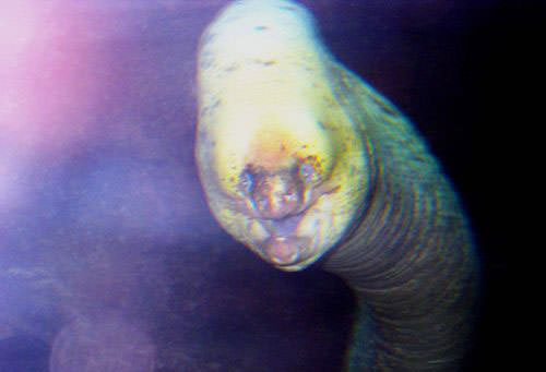 Okyanusun en garip canlıları