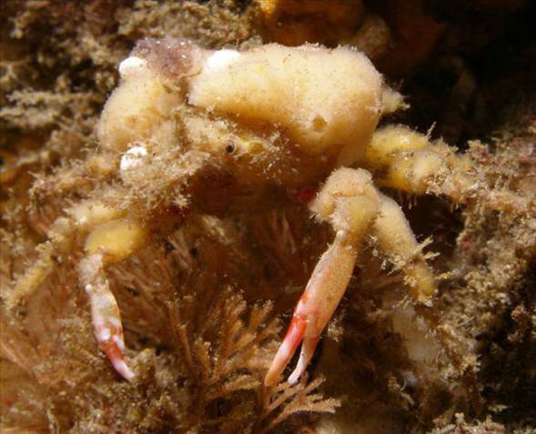 Okyanusun en garip canlıları