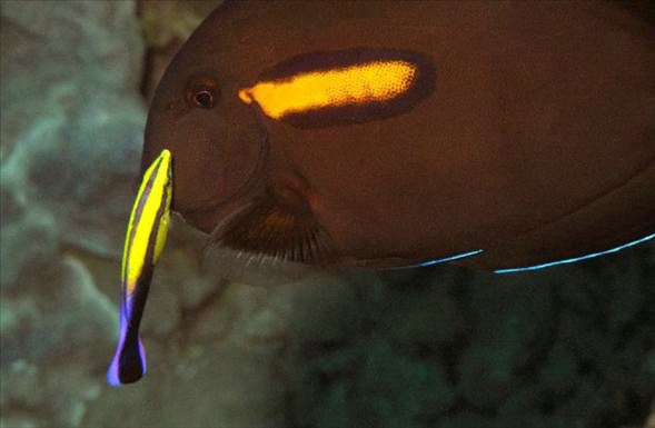 Okyanusun en garip canlıları