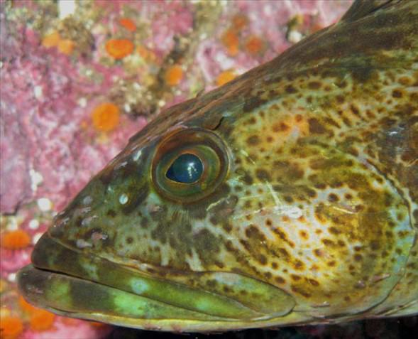 Okyanusun en garip canlıları