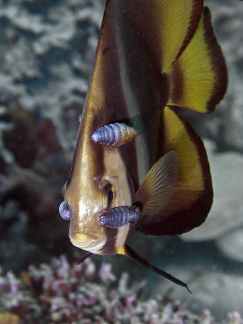 Okyanusun en garip canlıları