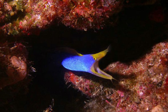 Okyanusun en garip canlıları