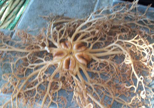 Okyanusun en garip canlıları