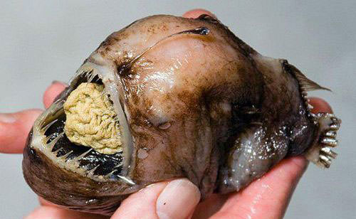 Okyanusun en garip canlıları