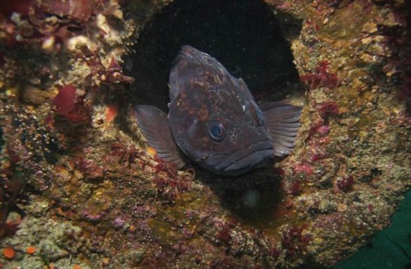 Okyanusun en garip canlıları