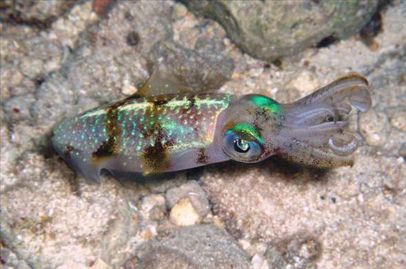 Okyanusun en garip canlıları