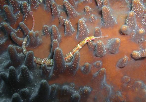 Okyanusun en garip canlıları