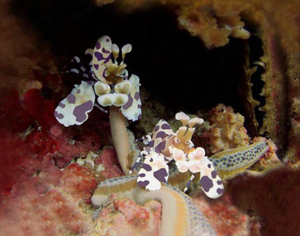 Okyanusun en garip canlıları