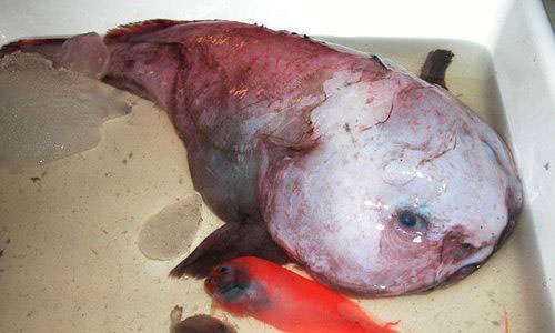 Okyanusun en garip canlıları