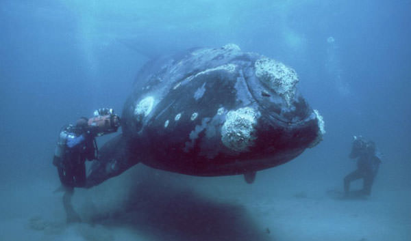 Okyanusun en garip canlıları