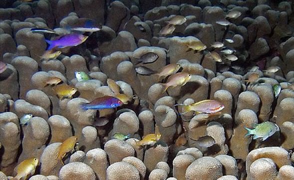 Okyanusun en garip canlıları