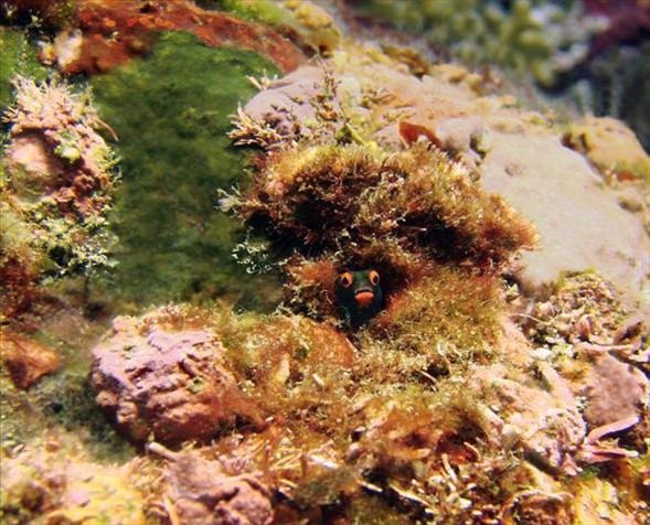 Okyanusun en garip canlıları