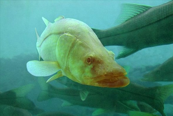 Okyanusun en garip canlıları