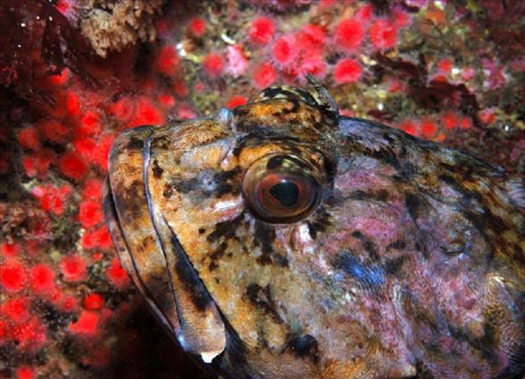 Okyanusun en garip canlıları