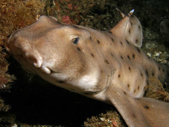 Okyanusun en garip canlıları