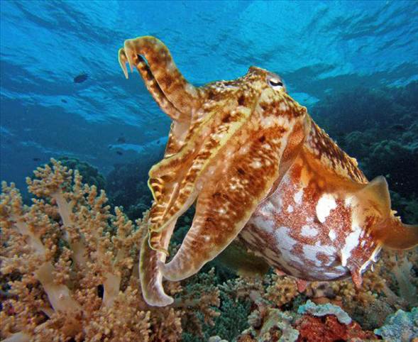 Okyanusun en garip canlıları