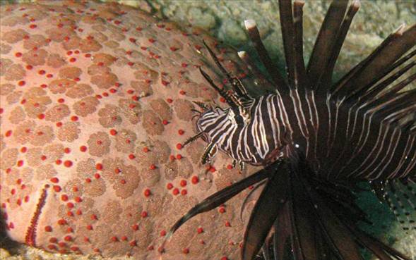 Okyanusun en garip canlıları