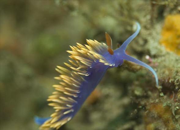 Okyanusun en garip canlıları