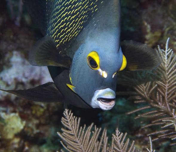 Okyanusun en garip canlıları