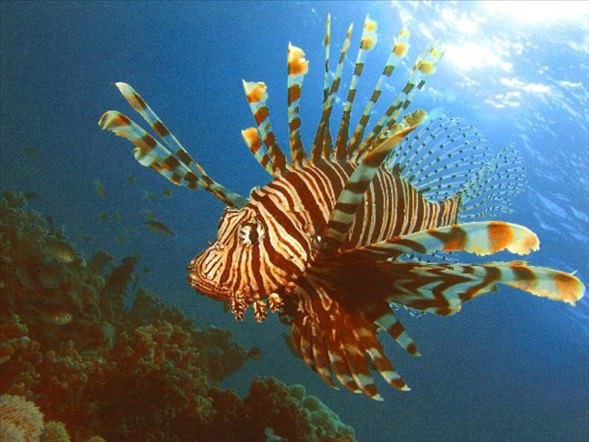 Okyanusun en garip canlıları