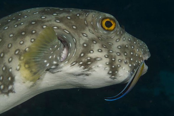 Okyanusun en garip canlıları