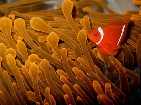 Okyanusun en garip canlıları