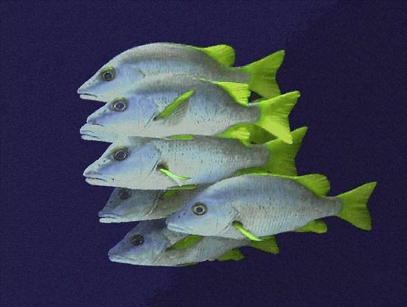 Okyanusun en garip canlıları