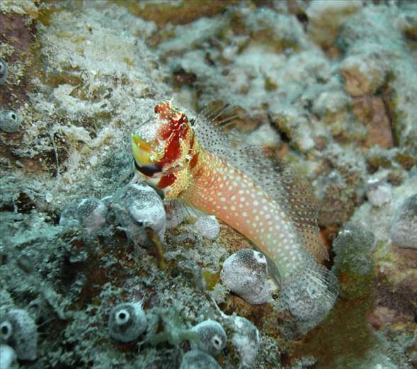 Okyanusun en garip canlıları