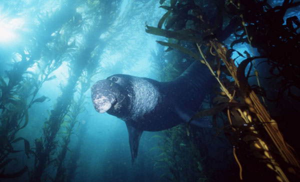 Okyanusun en garip canlıları